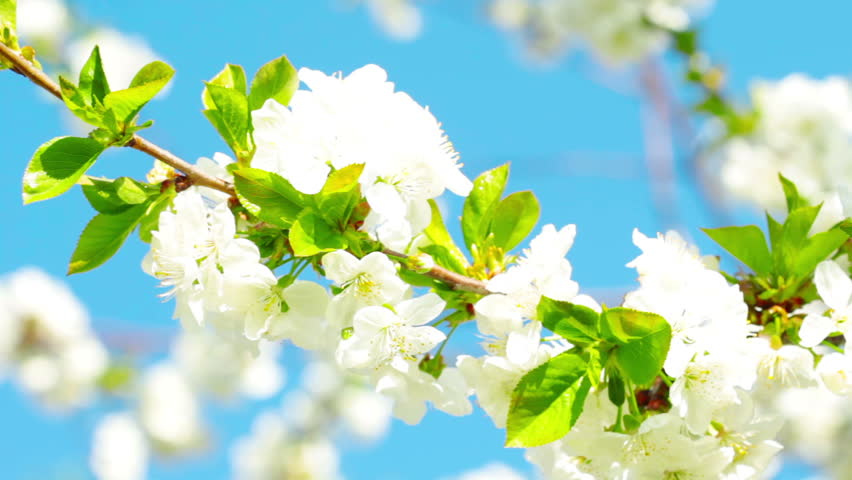apricot flowers blooming in spring