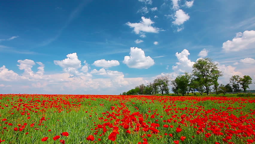 field of red poppies and cloudy sky