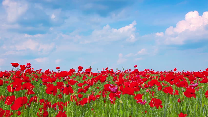 field of red poppies and cloudy sky
