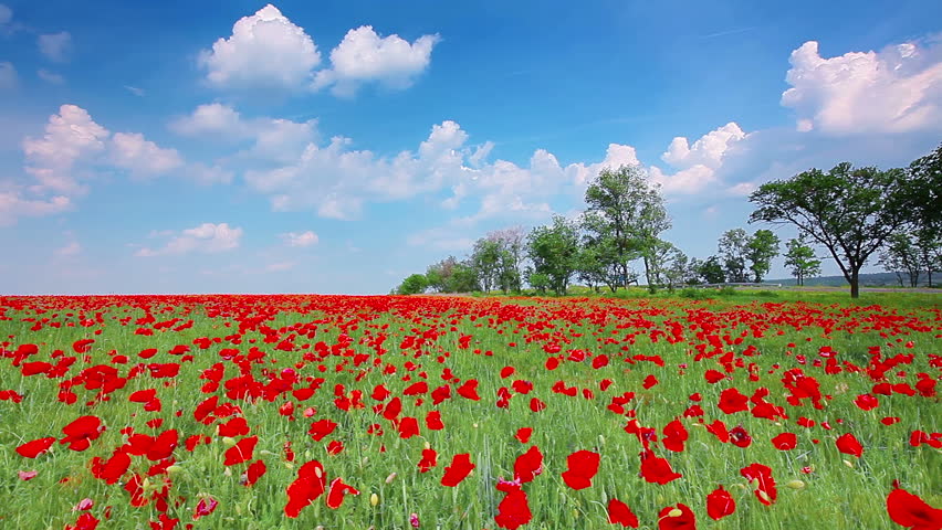 field of red poppies and cloudy sky