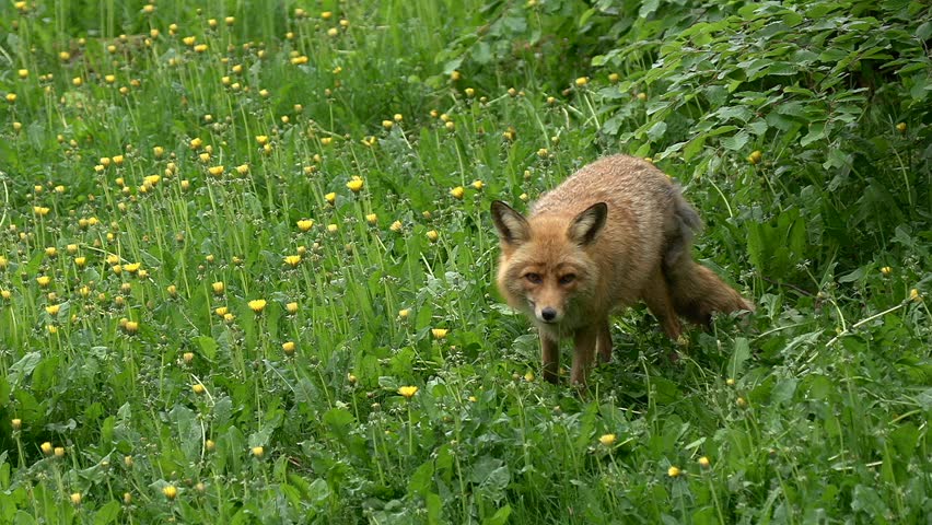 fox