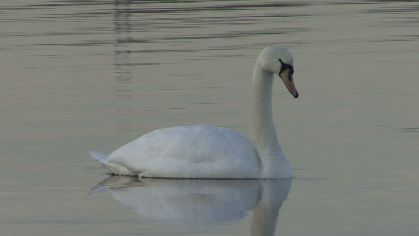 Pan to follow a Mute Swan on a flooded gravel quarry. HD.