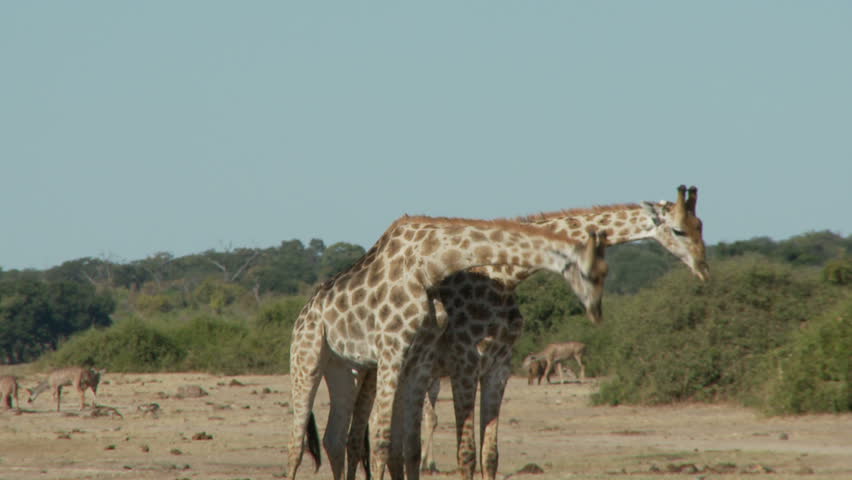 Two giraffes begin to batttle it out in a head to body slamming sparring competition for dominance