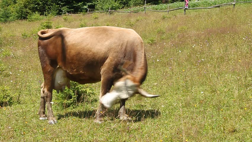 Cow on meadow