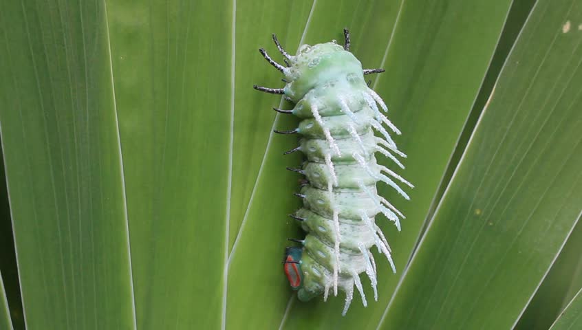 green caterpillar crawling on leaves