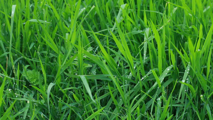 Fresh Green Grass with Drops of Dew. Spring Nature Background