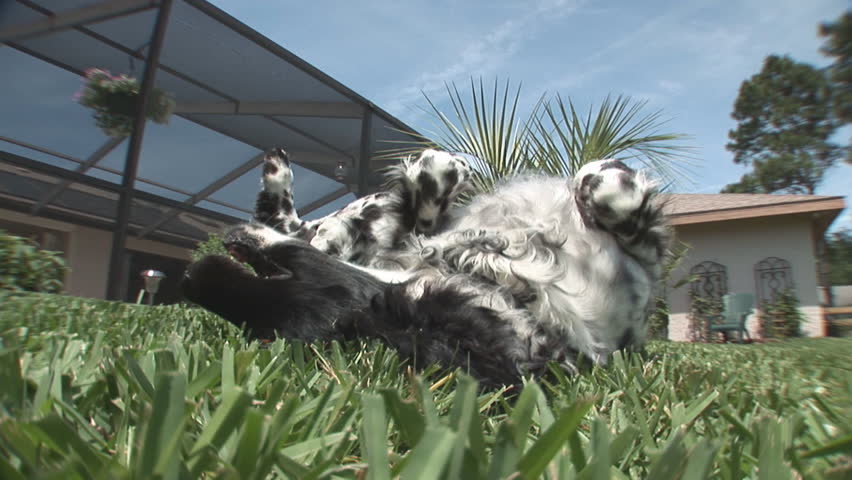 Dog rolling in grass, falls asleep. Breed: Large Munsterlander