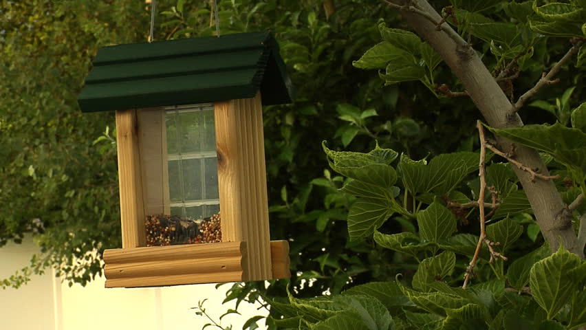 A bird feeder hangs from the branches of a tree.