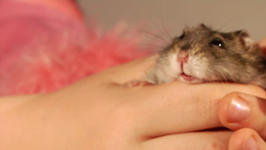 little hamster