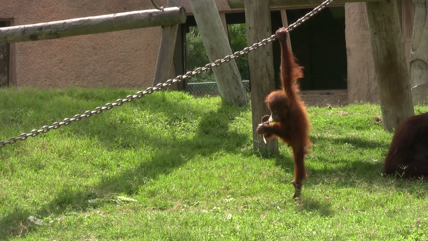 Video of a baby Orangutan eating  and playing on a chain in the Gladys Porter Zoo sanctuary in Brownsville TX. A distinct look. Wildlife monkey from Asia playing.  Don Despain of Rekindle Photo