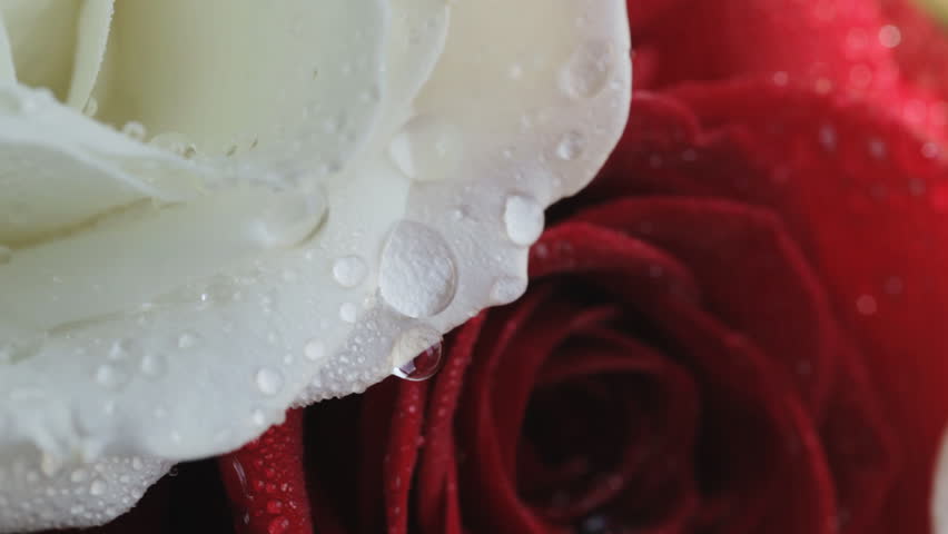 Water drop falling on rose