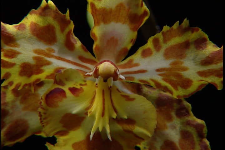 Orchids with leopard spots against a black background.