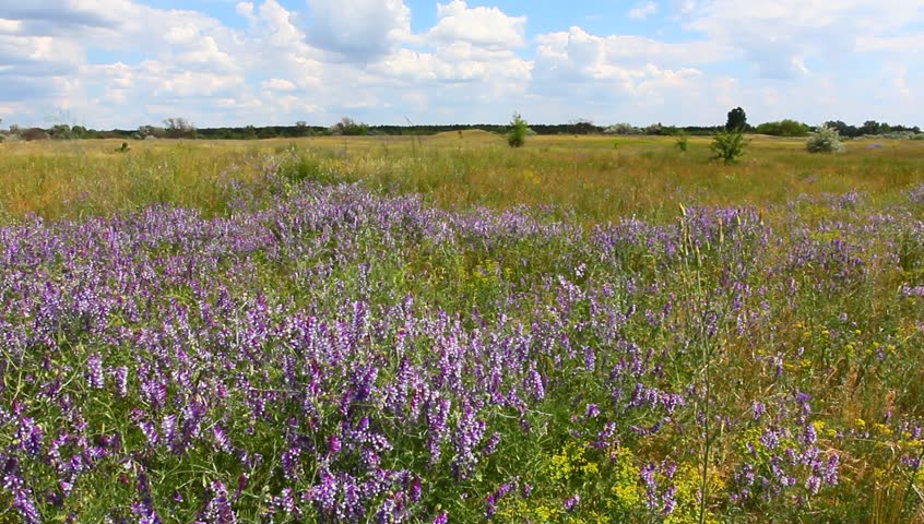 beautiful summer steppe with flowers
