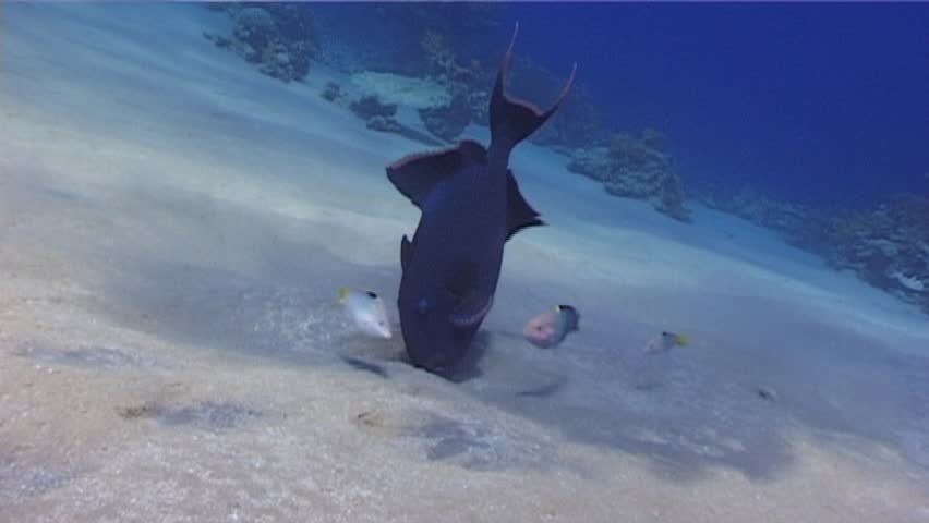 A Blue trigger fish Foraging in the sand for food. Captured on a 3CCD DVCAM Camera 16:9 anamorphic