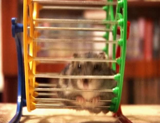 hamster in the wheel