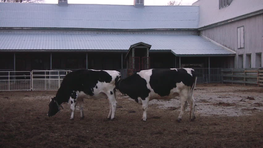 Two cows in a large pen, with one cow intruding on the others personal space.