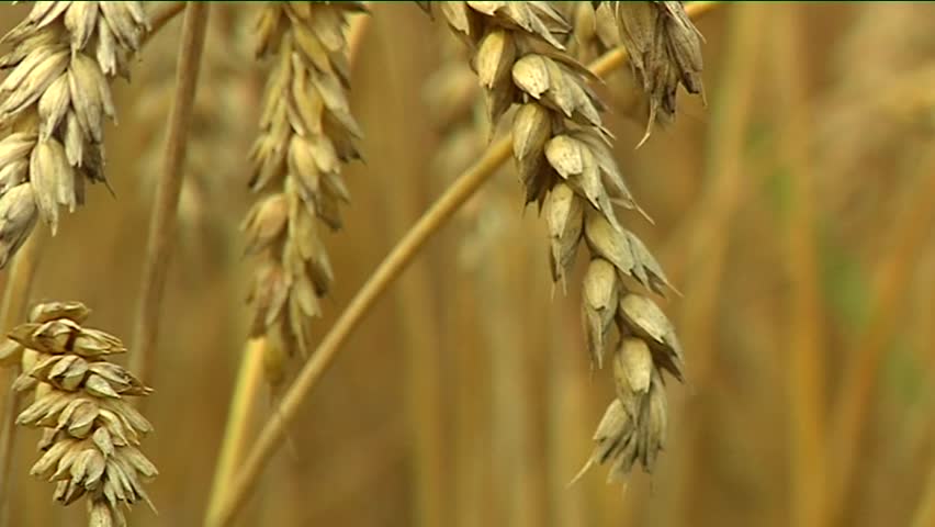 wheat ears