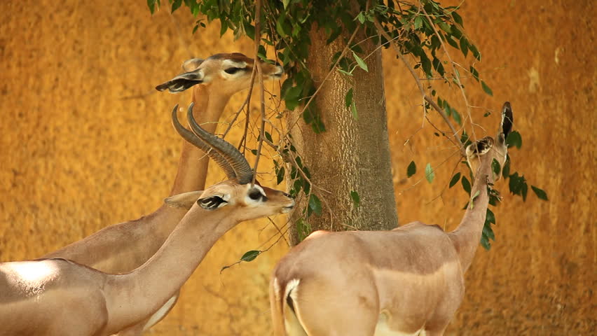 Gazelles Eating Leaves off a Tree
