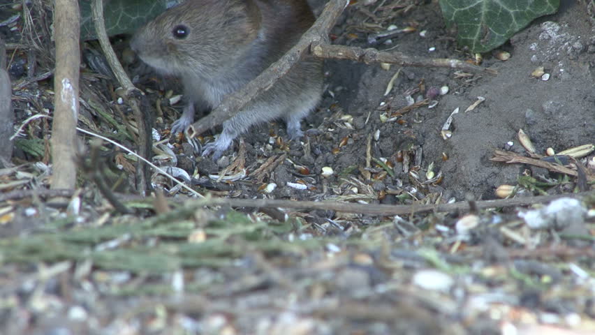 Mouse eats seed spilled from a bird feeder. HD.