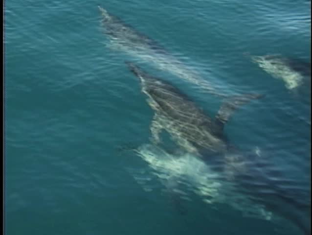 Boat perspectiive of dolphins jumping out of the clear blue ocean.