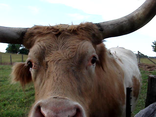 Long horn bull