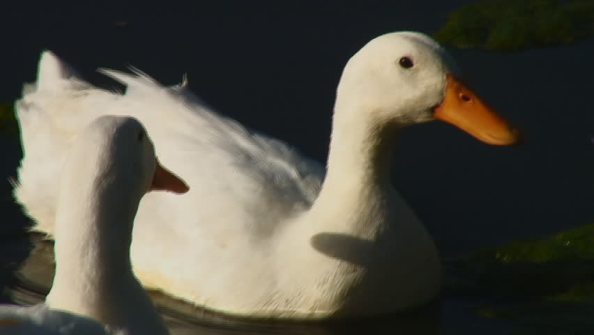 Closeup of two white ducks in pond alertly watching something moving off-camera.