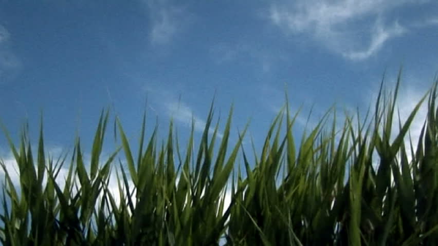 swinging grass