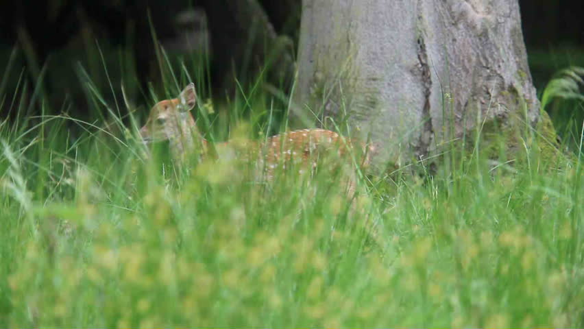 fawn
