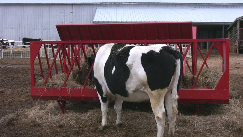 Zooming in on a single cow eating hay in a pen.