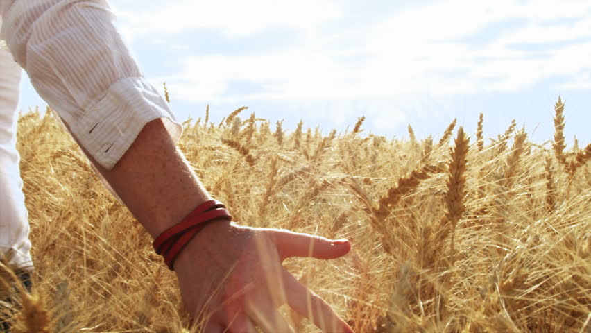 Close up of a girls hand playing in a grassy field at dusk, the golden hour.