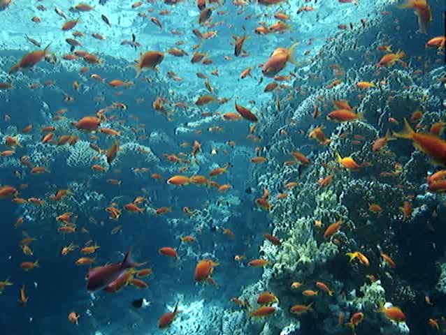 Diving the Coral reef