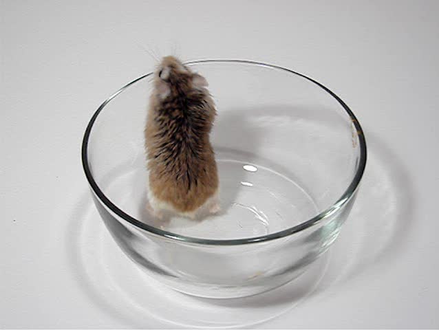 Hamster escape