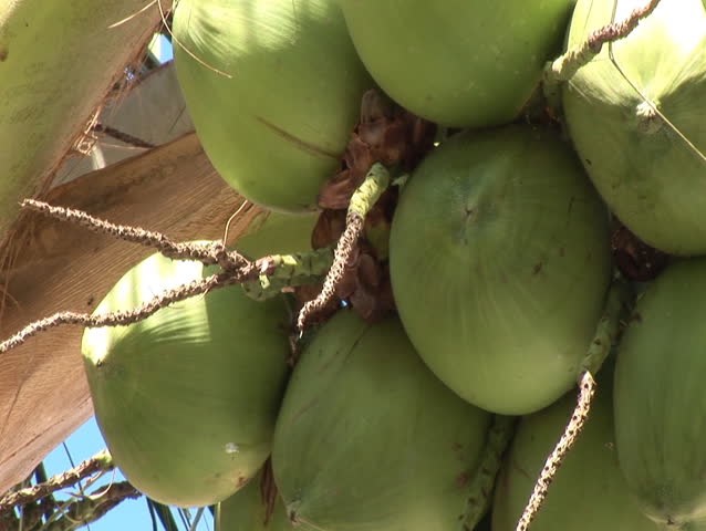 CU Move on Coconuts