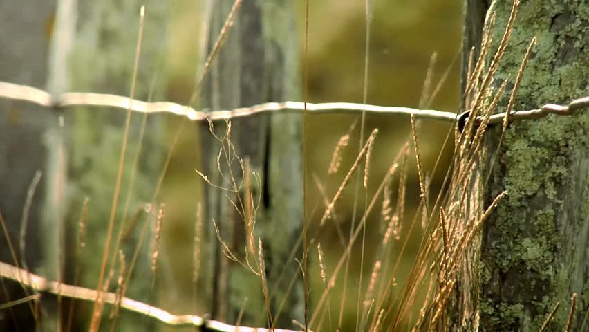 Old barb wire fence. Clip 1