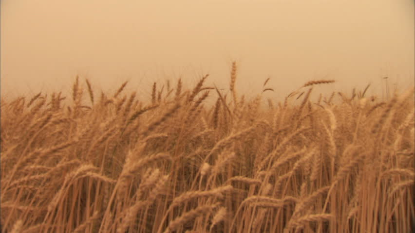 Wheat stalks blowing in wind at harvest. Ethereal lighting and narrow depth of field