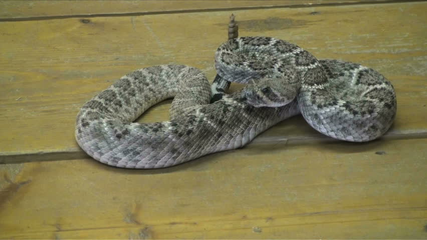 Rattlesnake shakes its tail, slithers a quick getaway.