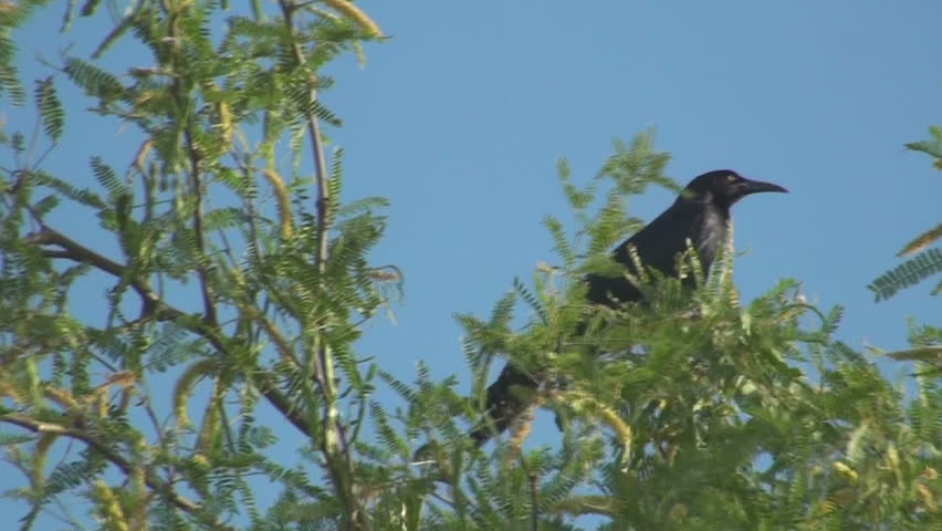 Tweeting grackle struggles to stay treetop on a windy day.   