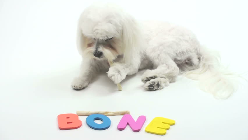 1920x1080 Puppy chews bone next to colorful letters that spell out, bone.