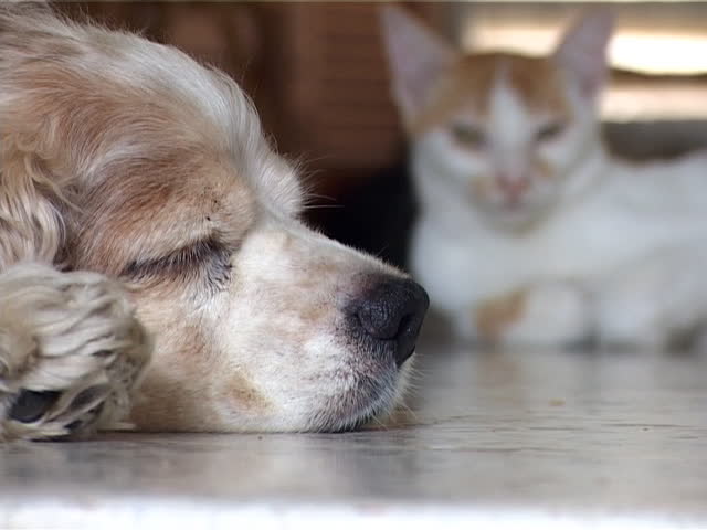 Dog and Cat Nap