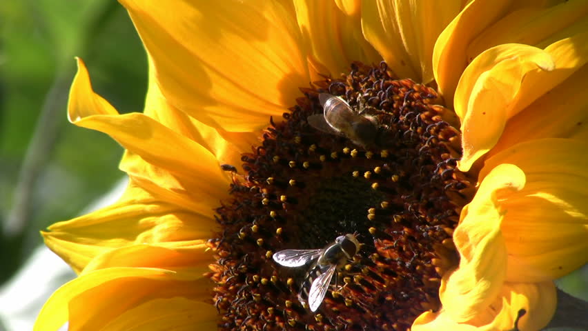 Bee and syrphid on a sunflower