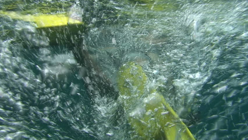 Swimming, Diving, Snorkeling