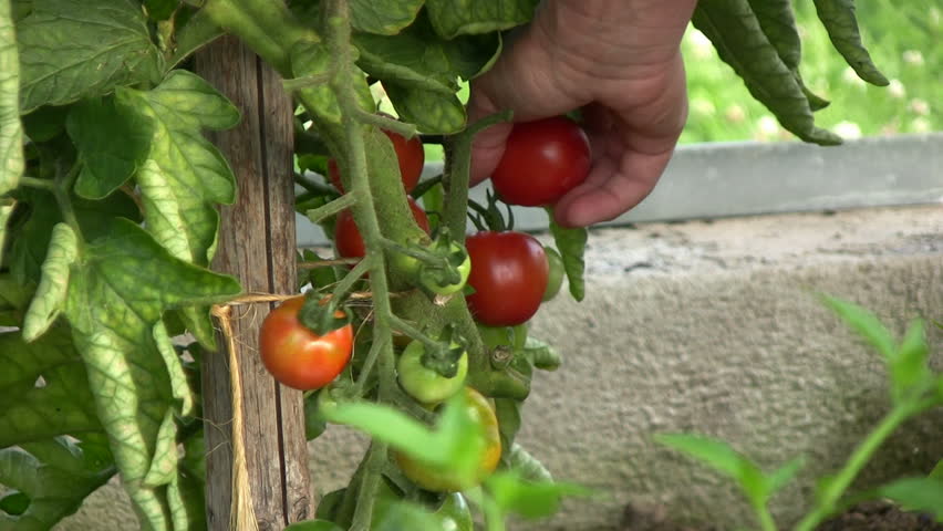 Picking tomatoes