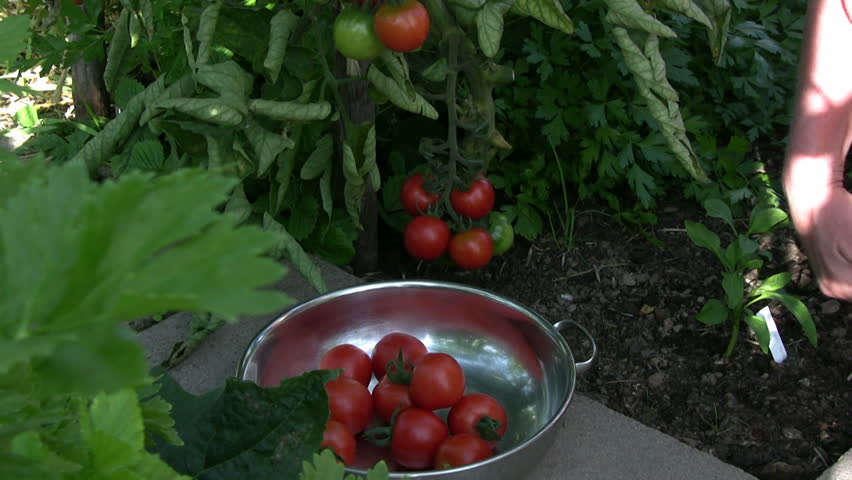 Picking tomatoes