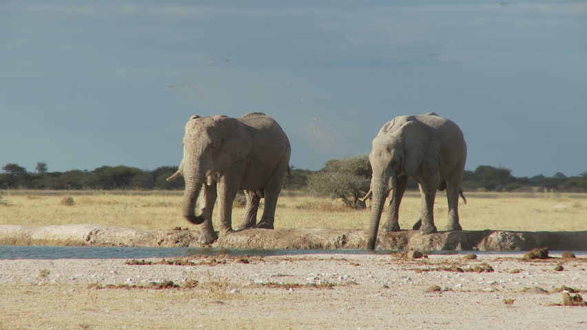 Two bull elephants using their trunks to coat their bodies with a layer of mud as a protection from the sun and insects.
