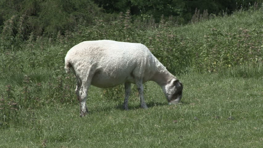 Ewe grazes. HD.