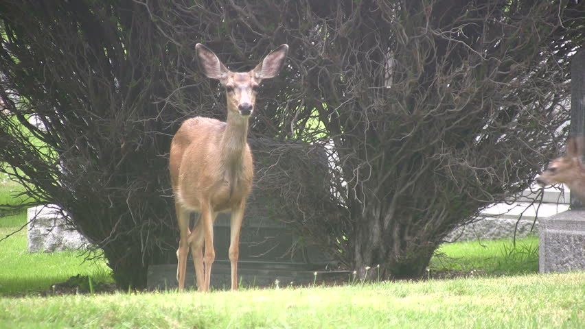 Video of a Utah Mule Deer in a city cemetery in Salt Lake City. Trees, bushes, headstones and garden. Female Doe and fawn trying to nurse. Don Despain of Rekindle Photo