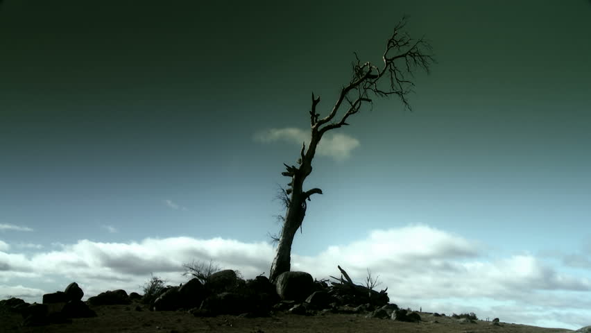 Dead Tree Wasteland Time Lapse - Stark, Harsh, Arid, Dry Environment