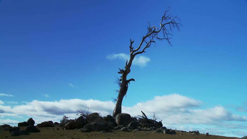 Dead Tree Wasteland Time Lapse - Stark, Harsh, Arid, Dry Environment
