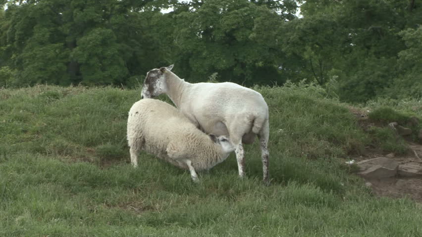 Ewe and her lamb stand. HD.