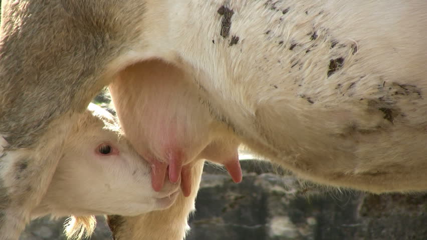 Calf Suckling